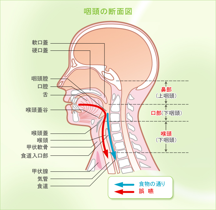 咽頭の断面図